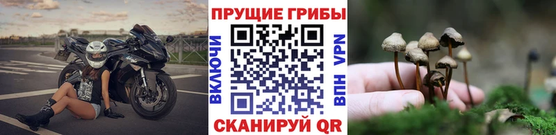 Галлюциногенные грибы GOLDEN TEACHER  ОМГ ОМГ tor  Данилов 